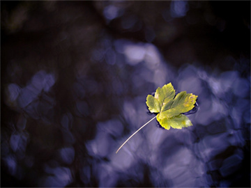 蔡磊准备探索脑机接口新领域