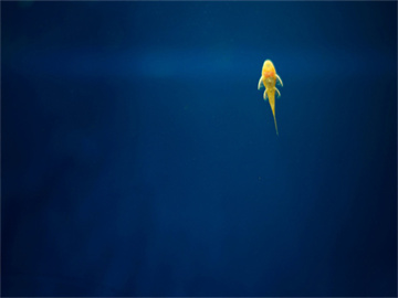 蔡磊准备探索脑机接口新领域