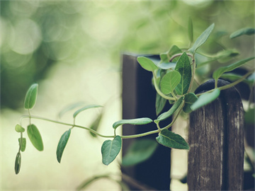  美联储理事库克：在进一步降息方面希望更加谨慎