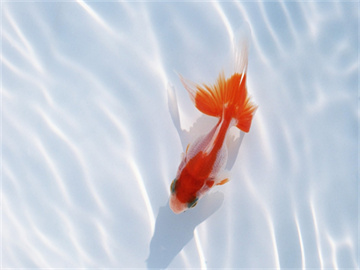 基金账户开户全攻略，一步步教你如何操作！