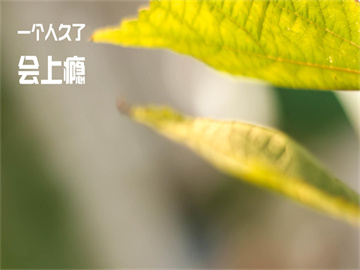  8连板“大牛股”，停牌核查！可能触及重大违法强制退市