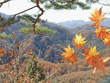  “地王”重出江湖：多城土地市场战火重燃，房企对未来市场信心提升