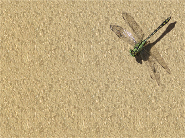 金建希出庭受审，头发花白需人搀扶