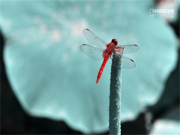 2020年如何模拟炒股，掌握技巧，洞察市场，实战演练，2020年模拟炒股实战演练，掌握技巧与洞察市场